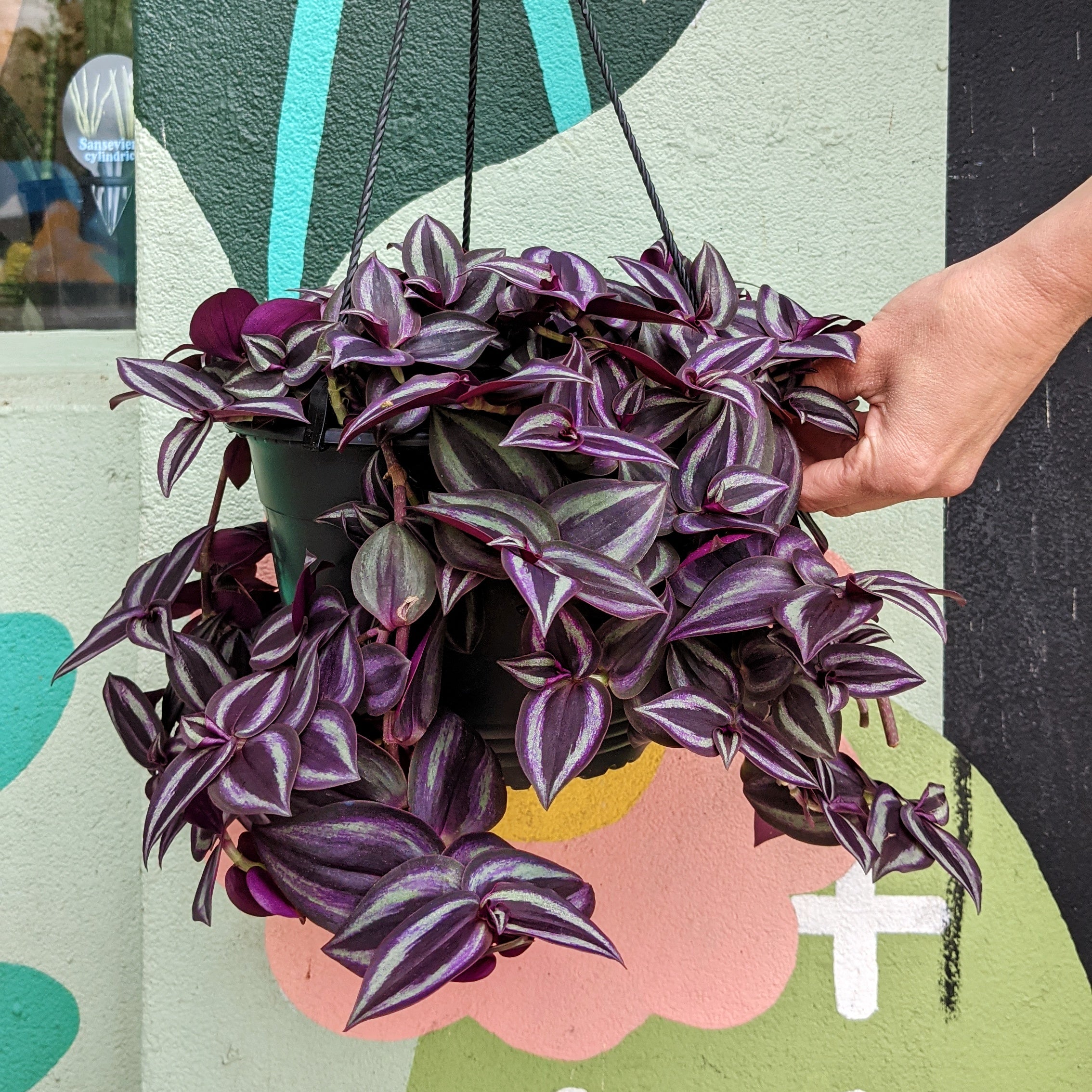 Tradescantia zebrina 'Burgundy' - 20cm pot